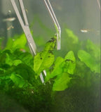 A2Z-Aquascaping Maintenance Tools Accessories, Anti-Rust Stainless Steel - Image 4
