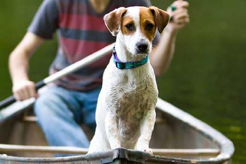 LupinePet Originals 3/4" Rain Song 13-22" Adjustable Collar - Image 2