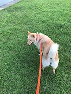 AMAGOOD Dog/Puppy Obedience Recall Training Agility Lead-15 ft 20 ft 30 ft 50 - Image 3