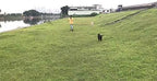 AMAGOOD Dog/Puppy Obedience Recall Training Agility Lead-15 ft 20 ft 30 ft 50 - Image 6
