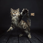 Cat Dancer Products 101 Interactive Cat Toy - Image 2