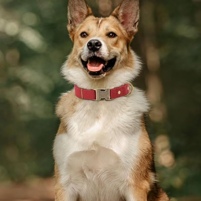 PET ARTIST Dog Collars for Small Dogs, Soft Padded Premium Nylon Dog Collar - Image 2