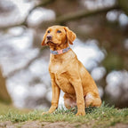 Unique Style Paws Dog Collar - Image 4