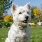 Dog Collar for Small Dogs, Summer Dog Collar - Image 4