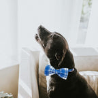 Lionheart glory Dog Collar, Boy Dog Collar Bowtie Blue Plaid Adjustable Dog - Image 6