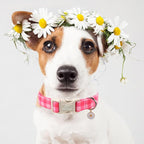 Girl Dog Collar for Puppy Small Dogs - Image 7