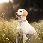 Unique Style Paws Pink Rose Collar Metal Buckle Dog Collar Flower Gift Durable - Image 3