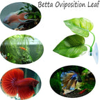 CousDUoBe 1 Pack Betta Fish Leaf Pad Improves Betta's Health by Simulating The - Image 4