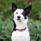 QQPETS Adjustable Soft Dog Collar: Print Flower Pink Multicolor Cute Patterns - Image 2