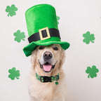 St Patricks Day Dog Collar for Giant Large Dogs - Image 4