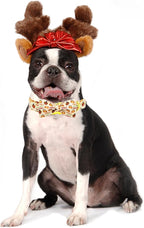 Adjustable Dog Collar for Small Dogs - Image 5