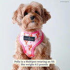 Lucy & Co. Cute Reversible Dog Harness Walking Halter - Image 2