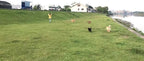 AMAGOOD Dog/Puppy Obedience Recall Training Agility Lead-15 ft 20 ft 30 ft 50 - Image 5