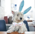 Lionheart glory Easter Dog Collar - Image 4