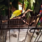 PINVNBY Bird Perches for Cage - Image 4