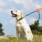 Didog Soft PU Leather Dog Collar, Stylish Quick Released Dog Collars - Image 3
