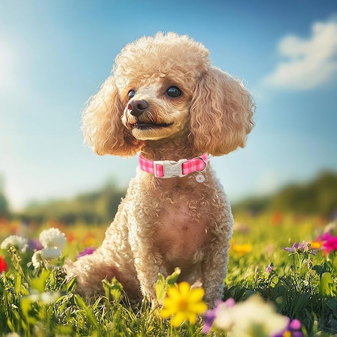 Girl Dog Collar for Puppy Small Dogs - Image 2