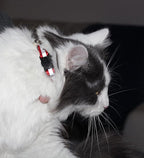Reflective Cat Collar with Bell, Solid & Safe Collars - Image 5