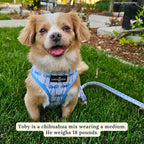 Lucy & Co. Cute Reversible Dog Harness Walking Halter - Image 3