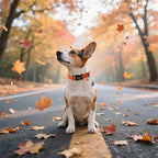 DOGWONG Fall Plaid Dog Collar, Cherkered Autumn Dog Collars, Adjustable Cute - Image 4