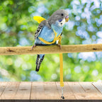 Dnoifne Pet Parrot Bird Harness and Leash, Adjustable Training Design Anti-Bite - Image 3
