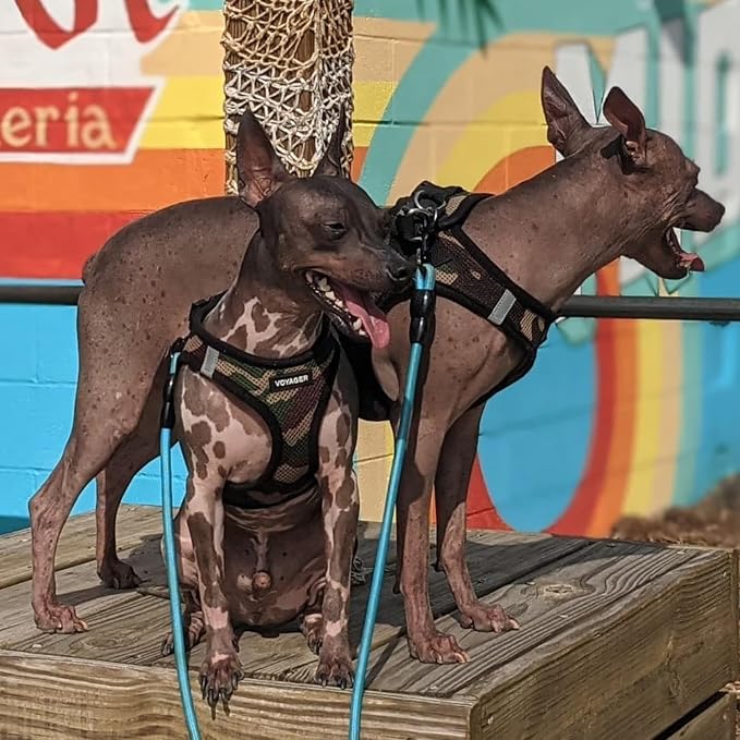 Best Pet Supplies - Image 8