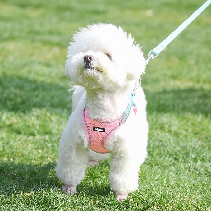 AIITLE No Pull Dog Harness and Leash Set, Step in Adjustable Dog Harness - Image 6