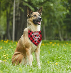 Dog Bandana for Happy Birthday Dad - Image 4