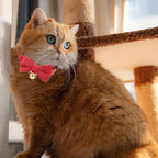 Cotton Breakaway Cat Collar - Image 6