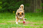 Snug Rubber Dog Balls for Small and Medium Dogs - Image 6
