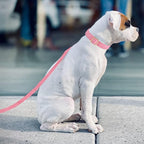 Soft Cotton Dog Collar with Metal Buckle Adjustable Heavy Duty Comfy Corduroy - Image 5