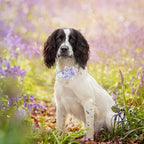 Lionheart Glory Purple Dog Collar - Image 5