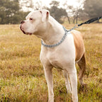 TagME Chain Choke Collar for Dogs, Adjustable Weather Proof Necklace for Large - Image 6