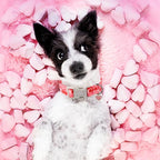 Unique style paws Valentine's Day Dog Collar Plastic Buckle Collar - Image 4