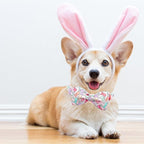 Lionheart Glory X-Small Dog & Rabbit Collar - Image 4