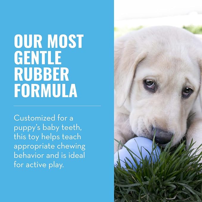 KONG - Puppy Toy - Natural Teething Rubber - Fun to Chew, Chase and Fetch - Image 4
