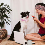 Elegant little tail Dog Collar, Watermelon Print Pet Collar Summer Dog Collar - Image 5