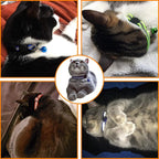 4 Pcs Cat Collars with Bell, Breakaway & Reflective, 4 Colors, 7-12 Inch - Image 6