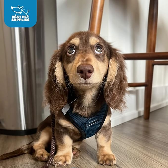 Best Pet Supplies - Image 11