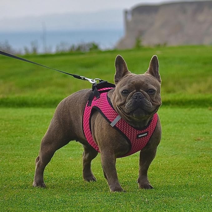 Voyager Step-in Air Dog Harness - Image 7