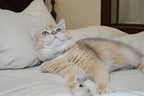 Rhinestone Cat Collar Breakaway - Image 4