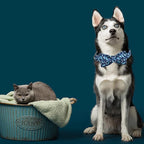 Elegant Little Tail Bowtie Dog Collar - Image 5