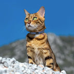 Breakaway Cat Collar Leather - Image 6