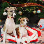 Unique style paws Christmas Dog Collar Metal Buckle Christmas Tree Puppy Collar - Image 5