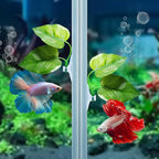 CousDUoBe 2 Pack Betta Fish Leaf Pad Improves Betta's Health by Simulating The - Image 5