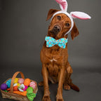 Lionheart glory Dog Bow Collar Easter Day Dog Collar - Image 5