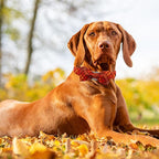 Fall Dog Collar, Pet Collar Bow Plaid Pet Collars Girl Boy Holiday Pet Collars - Image 6