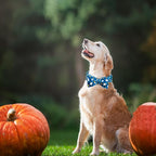 Halloween Dog Collar, Ghost Print Adjustable Pet Collar Blue Cute Cotton Soft - Image 5