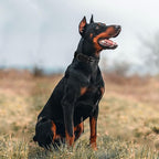 Tactical Dog Collar Military Adjustable Dog Collars Soft Nylon Training Collar - Image 6