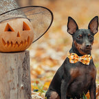 Halloween Dog Collar, Pet Collar Bow Fall Pet Collar Girl Boy Holiday Pet - Image 6